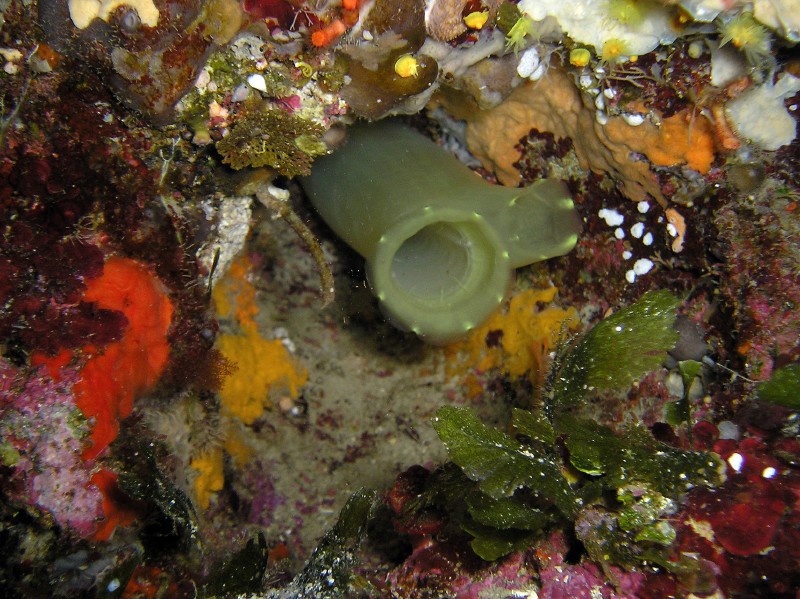 Ciona intestinalis